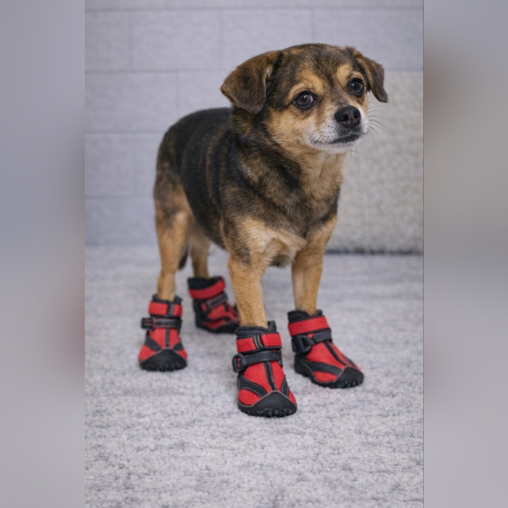Companion Road dog boots